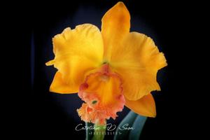 Rhyncholaeliocattleya Eva's Ritual del Sol