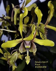 Dendrobium Goh Pi Khuan