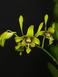 Dendrobium Goh Pi Khuan