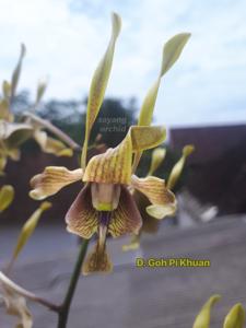 Dendrobium Goh Pi Khuan