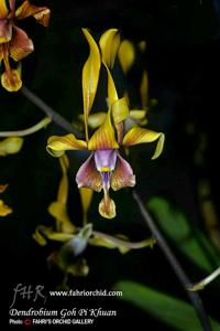 Dendrobium Goh Pi Khuan