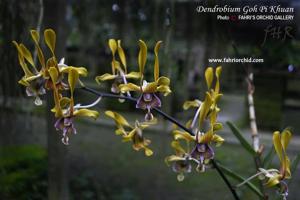 Dendrobium Goh Pi Khuan