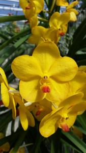 Vandachostylis Conference Gold