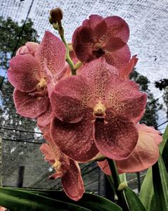 Vanda Adisak Happiness