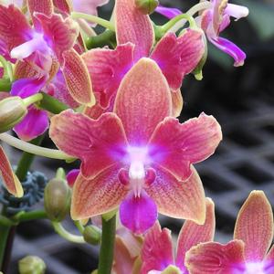 Phalaenopsis Miki Golden Sand