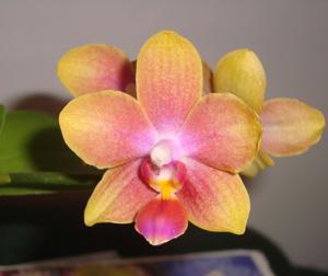 Phalaenopsis Miki Golden Sand