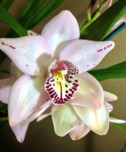 Cymbidium Memoria Anna Leong