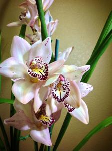 Cymbidium Memoria Anna Leong