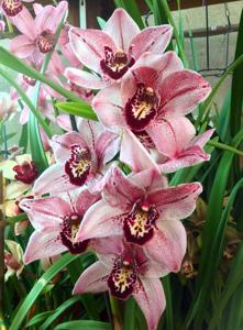 Cymbidium Memoria Anna Leong