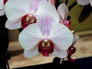 Phalaenopsis Taisuco Newness
