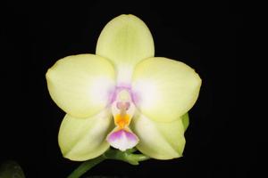 Phalaenopsis KS Viogold