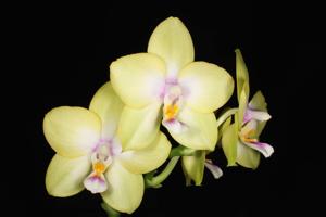 Phalaenopsis KS Viogold