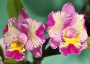 Rhyncholaeliocattleya Rosella's Little Angel