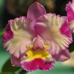 Rhyncholaeliocattleya Rosella's Little Angel