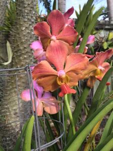 Papilionanda Maria Bos