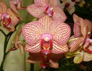 Phalaenopsis OX Lottery