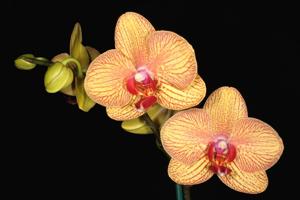 Phalaenopsis OX Lottery