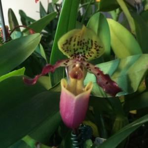 Paphiopedilum Magical Venus