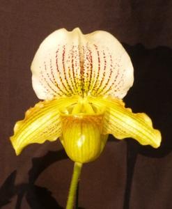 Paphiopedilum Fairly Stoned