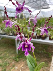 Dendrobium Memoria Loo Sing Chew