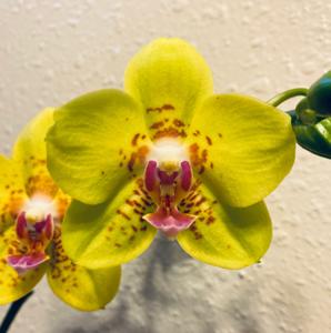 Phalaenopsis Sogo Alania