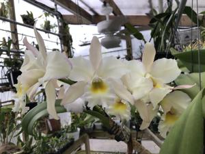 Rhyncholaeliocattleya Jill Biden