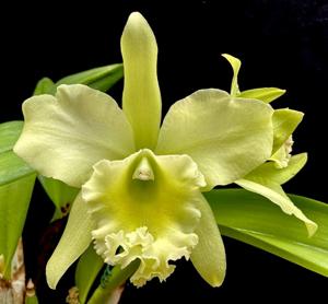 Rhyncholaeliocattleya Jill Biden