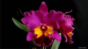 Rhyncholaeliocattleya Tab Tim Sayam