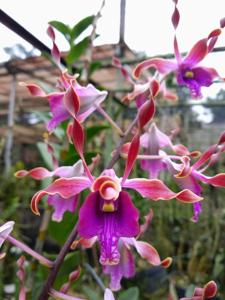 Dendrobium Wendy Lim Shuang Shuang