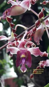 Dendrobium Wendy Lim Shuang Shuang