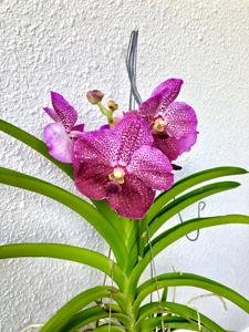Vanda Puddle Prize
