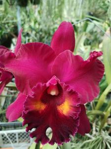 Rhyncholaeliocattleya Red Oconee