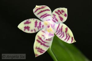 Phalaenopsis Su's Milk Puff