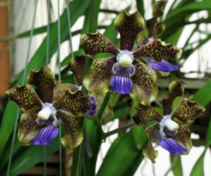 Vanda Tilda Ljunggren