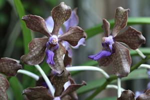 Vanda Tilda Ljunggren