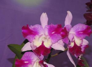 Cattleya Qing Ming Cat