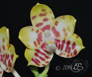 Phalaenopsis Yaphon Sir