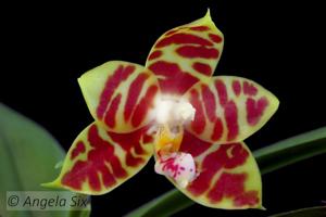 Phalaenopsis Yaphon Sir