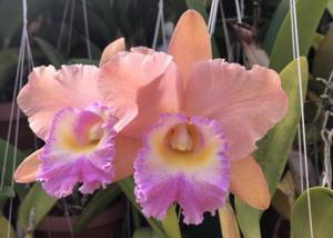 Rhyncholaeliocattleya Memoria Bob Crowder