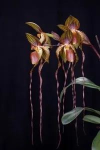Paphiopedilum Shin-Yi Spring