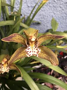 Cymbidium Tracyanum Alexander