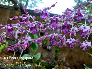 Dendrobium Pfizer Singapore