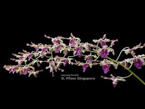 Dendrobium Pfizer Singapore