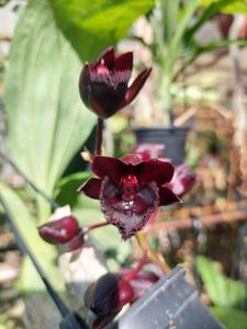 Fredclarkeara Midnight Lace