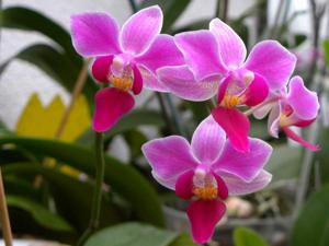 Phalaenopsis Little Grete