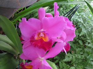 Cattleya Maui Springtime