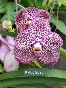 Vanda Uraiwan Belle