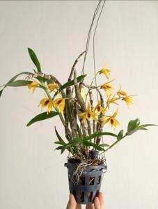 Dendrobium Chanthaboon Sunrise