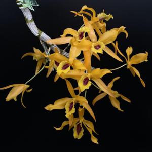 Dendrobium Chanthaboon Sunrise