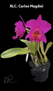 Rhyncholaeliocattleya Carlos Magdiel